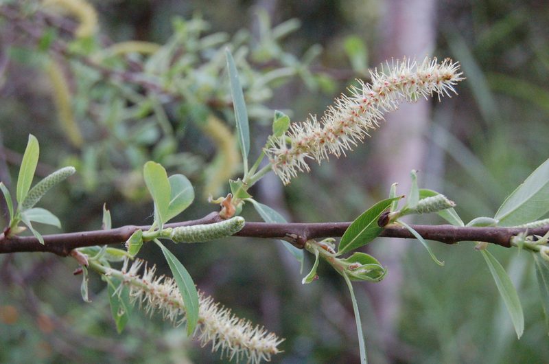Salix paradoxa, photographed by Neptalí Ramírez Marcial