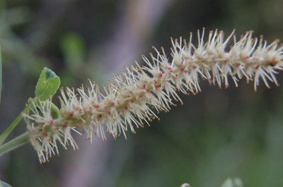 Salix paradoxa, photographed by Neptalí Ramírez Marcial