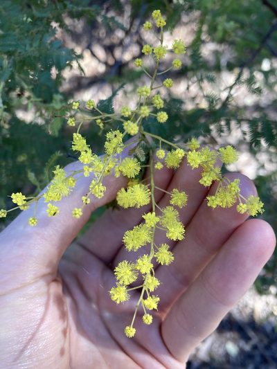 Acacia pubescens, photographed by Thomas Mesaglio