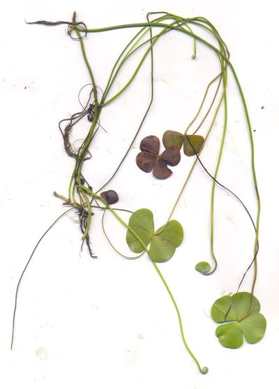 Marsilea mollis, photographed by Neptalí Ramírez Marcial