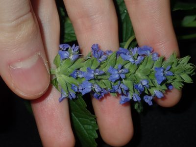 Salvia hispanica, photographed by Thomas Mesaglio