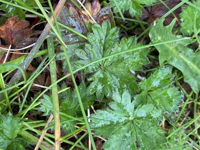 Potentilla crantzii, photographed by Alan Weakley