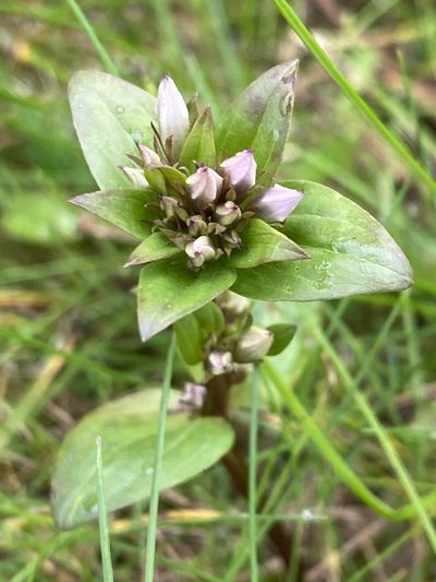 Gentianella aurea, photographed by Alan Weakley