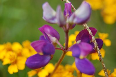 Lupinus montanus, photographed by Neptalí Ramírez Marcial
