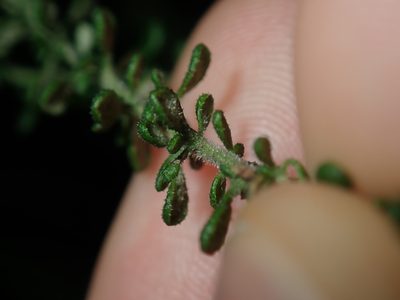 Olearia microphylla, photographed by Thomas Mesaglio