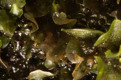 Lethocolea pansa, photographed by Em Lamond