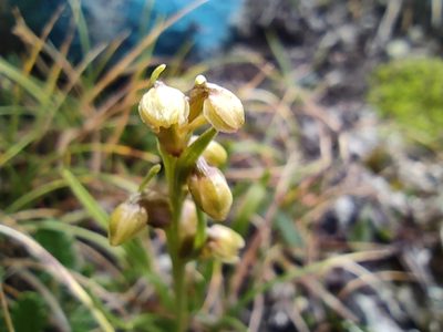 Chamorchis alpina, photographed by Konsta Happonen