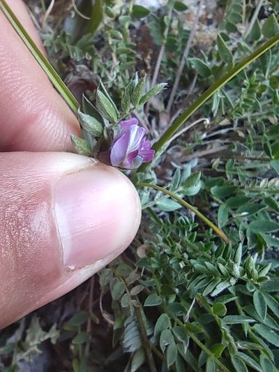 Oxytropis lapponica, photographed by Konsta Happonen