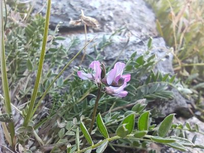 Oxytropis lapponica, photographed by Konsta Happonen