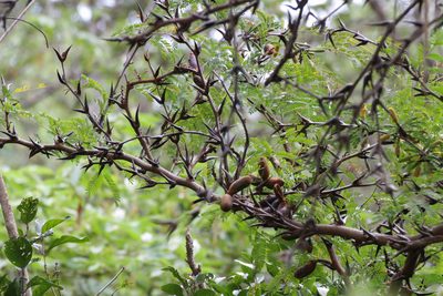 Vachellia collinsii, photographed by Alejandro Santillana