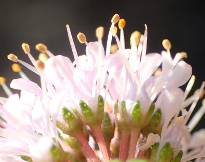 Agathosma capensis, photographed by Nicola van Berkel