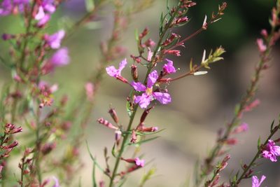 Lythrum virgatum, photographed by Marina Potapova