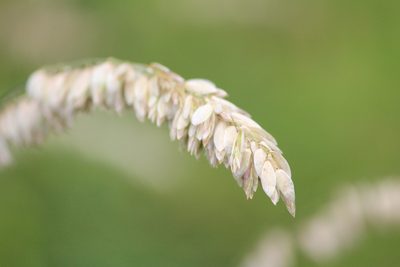 Melica altissima, photographed by Marina Potapova