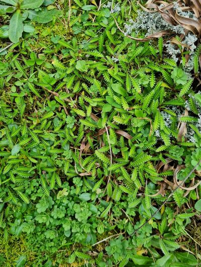 Leptinella calcarea, photographed by gnapp