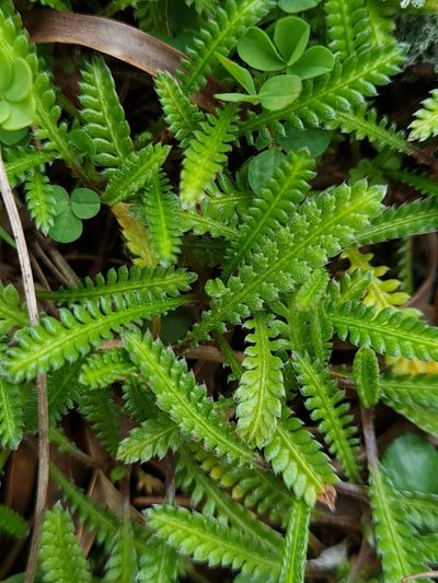 Leptinella calcarea, photographed by gnapp
