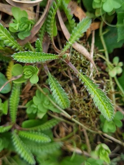 Leptinella calcarea, photographed by gnapp