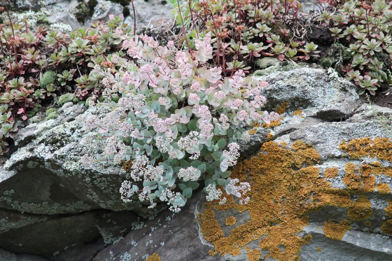 Hylotelephium ewersii, photographed by Marina Potapova