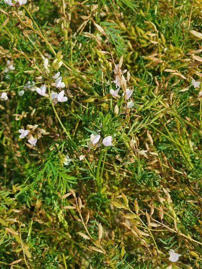 Astragalus sulcatus, photographed by Анна Митрошенкова