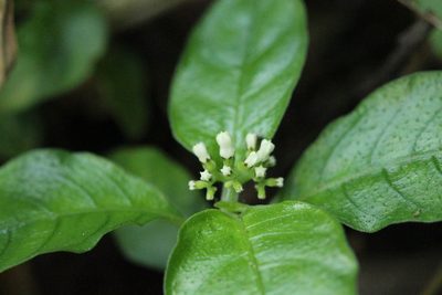Ophiorrhiza pumila, photographed by Agnes Trekker