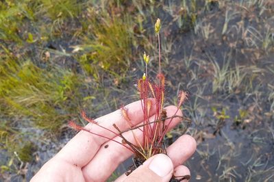 Drosera anglica, photographed by Quinten Wiegersma