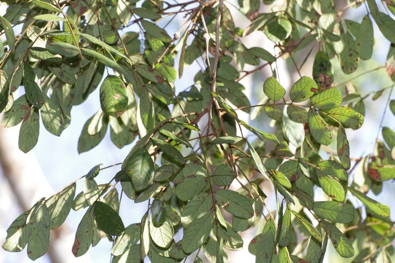 Lonchocarpus rugosus, photographed by Alejandro Santillana
