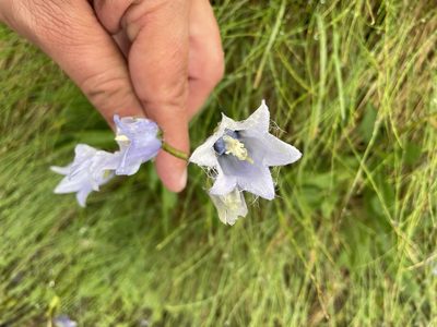 Campanula barbata, photographed by Dario Taraborelli
