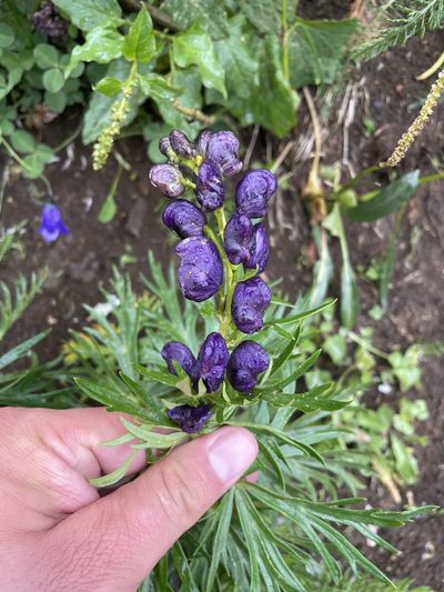 Aconitum tauricum, photographed by Dario Taraborelli