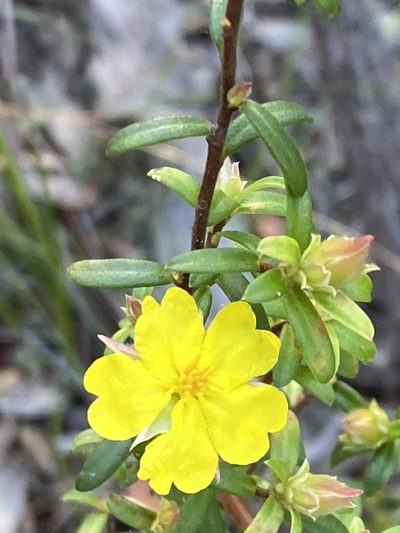 Hibbertia bracteata, photographed by prossington
