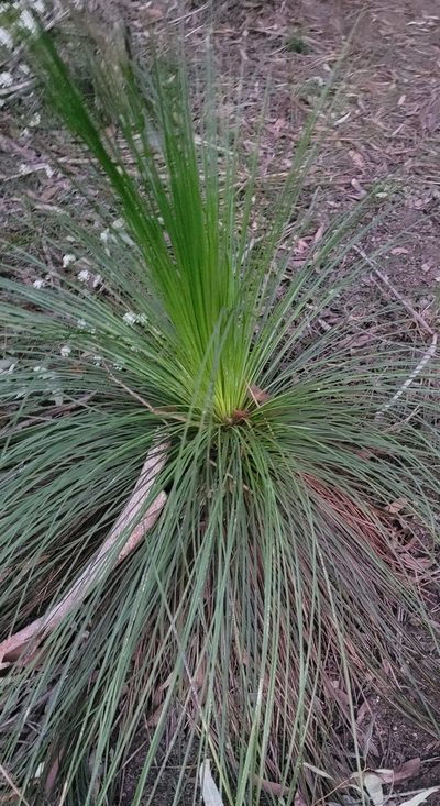 Xanthorrhoea media, photographed by Eamonn Culhane