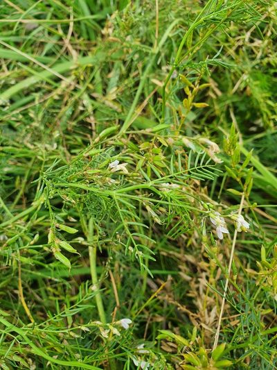 Astragalus sulcatus, photographed by Анна Митрошенкова