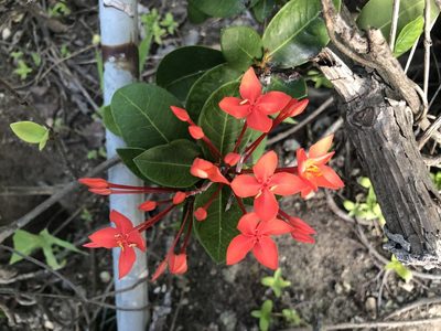 Ixora coccinea, photographed by caymanmatt