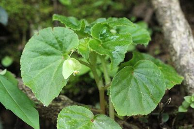 Begonia hirtella, photographed by Agnes Trekker