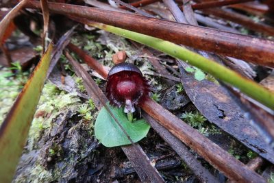 Corybas diemenicus, photographed by Cowirrie