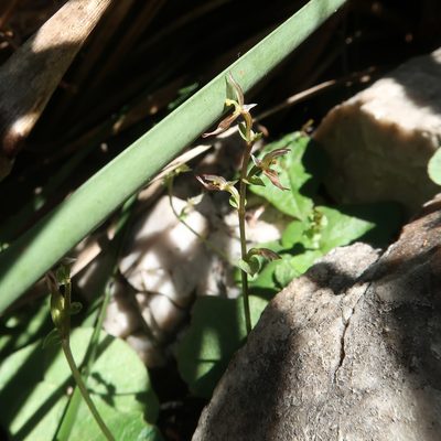 Acianthus pusillus, photographed by Cowirrie