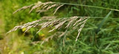 Calamagrostis purpurea, photographed by Алексей Ябс
