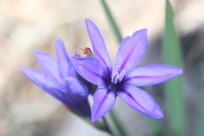 Babiana leipoldtii, photographed by Jacques van der Merwe