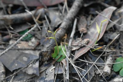 Acianthus pusillus, photographed by Gary Williams