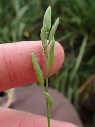 Draba praealta, photographed by Martin Purdy