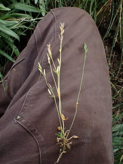 Draba praealta, photographed by Martin Purdy