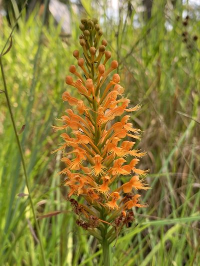 Platanthera chapmanii, photographed by dbugs