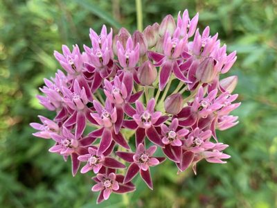 Asclepias rubra