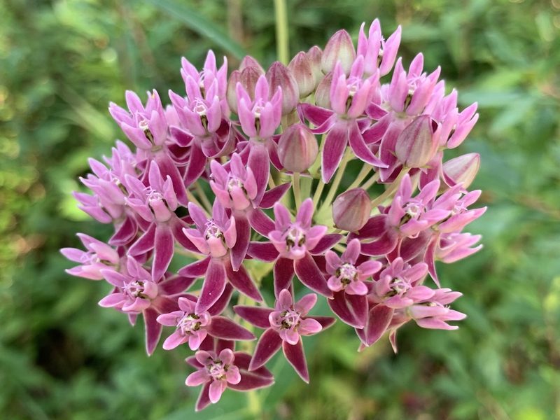 Asclepias rubra, photographed by dbugs