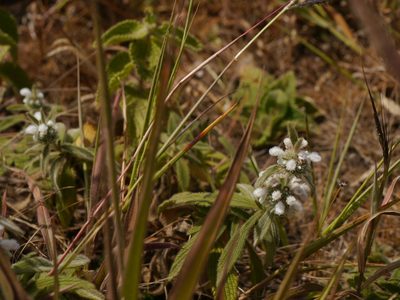 Leucas stelligera, photographed by Dinesh Valke