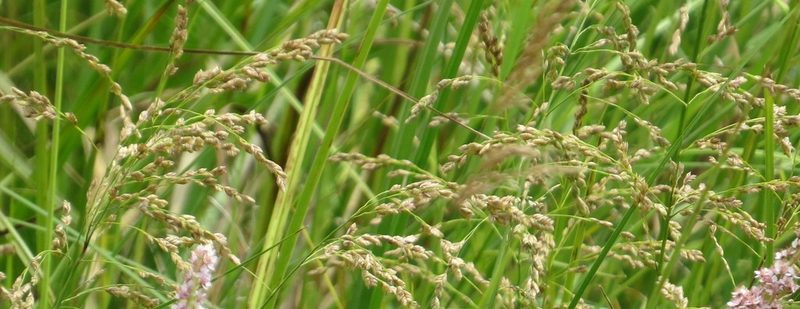 Glyceria canadensis, photographed by Marilynn Miller