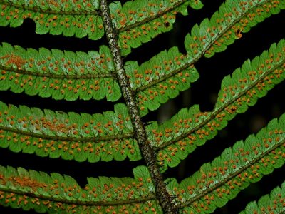 Dryopteris atrata, photographed by Jacy Chen