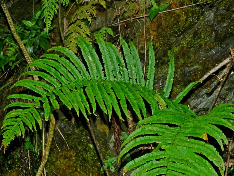 Dryopteris atrata, photographed by Jacy Chen