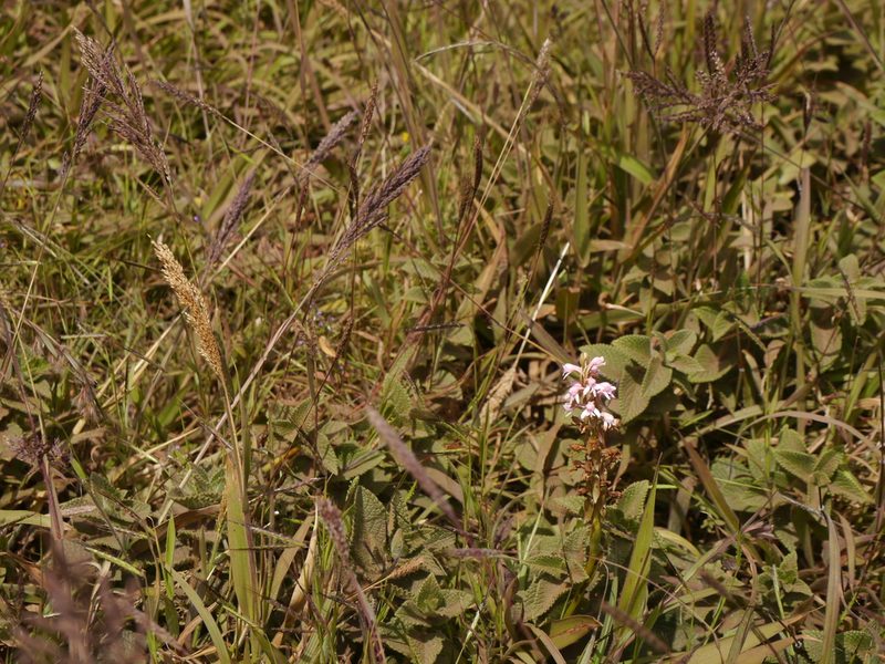 Satyrium nepalense, photographed by Dinesh Valke