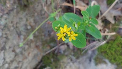 Hypericum punctatum, photographed by Ryan Sorrells