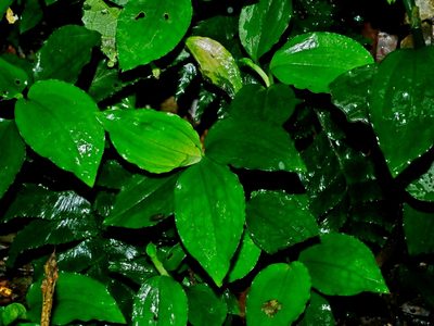 Odontochilus tashiroi, photographed by Jacy Chen