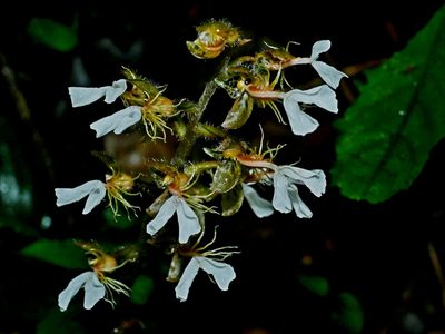 Odontochilus tashiroi, photographed by Jacy Chen